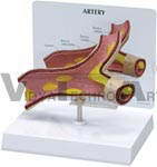 Artery Section Model